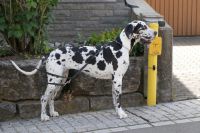 image_IMG_0686 image_IMG_0686
